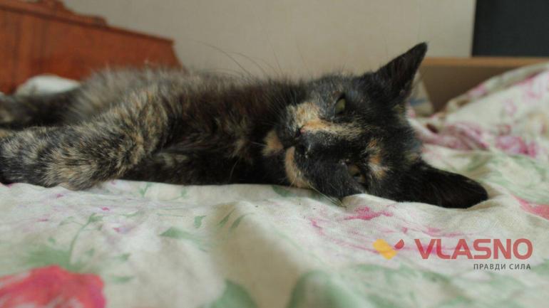 Котоблог, або знайомство із троянським котом