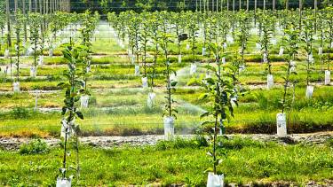 саджанці фото