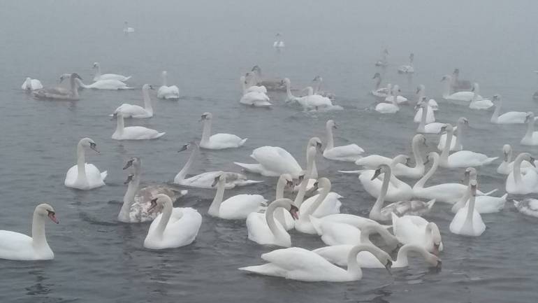 На водоймі Хмельницької АЕС щороку зимують майже дві сотні лебедів
