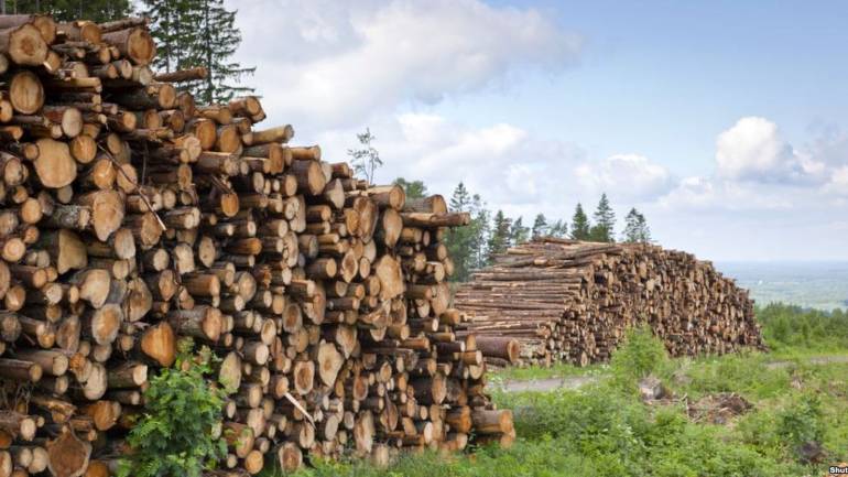 ВР скасувала мораторій на експорт лісу-кугляка