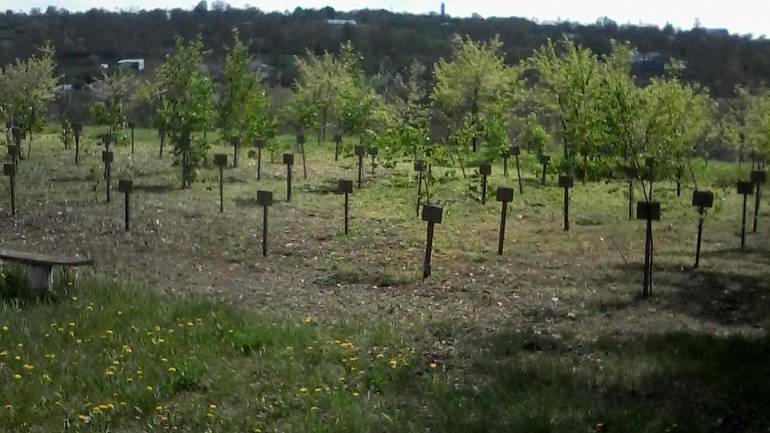 120 берізок на честь Небесної Сотні: на Вінниччині усім селом садили алею