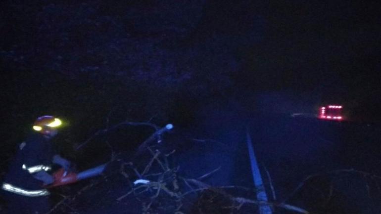 На Вінниччині вітер повалив дерево на машину