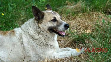 За рік у Вінниці з'явилося понад 200 безпритульних собак, стерилізована лише третина (ФОТО)