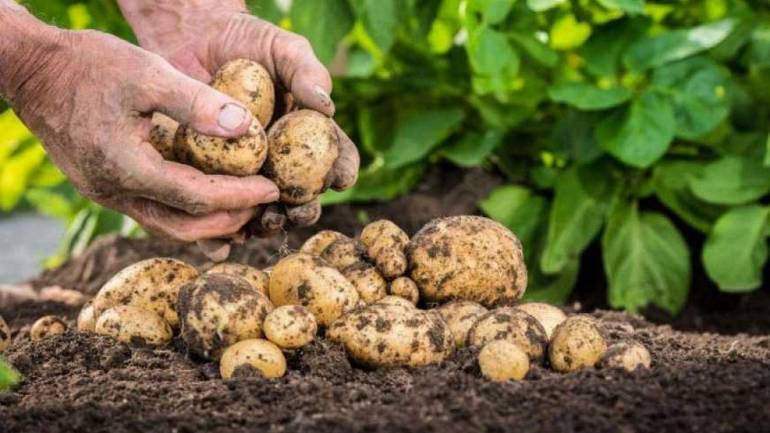 За два місяці картопля подорожчає на 20% - експерт
