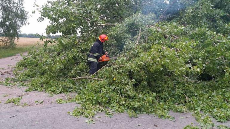 Повалене вітром дерево заблокувало дорогу під Калинівкою