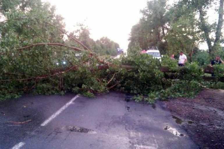 повалене дерево фото