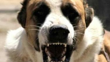 Скажене цуценя алабая покусало чотирьох вінничан