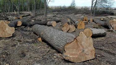 На Вінниччині суд оштрафував викрадача дубів більш як на 120 тисяч гривень