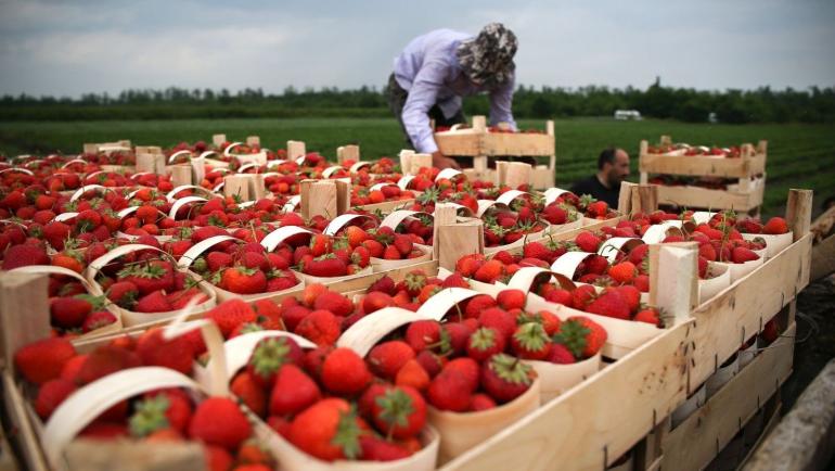 Близько двох сотен українців вилетіли до Фінляндії на сільгоспроботи