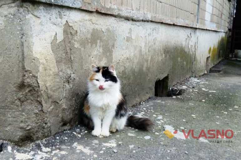 безпритульні коти фото