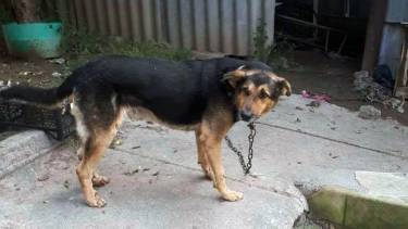 знущання над собакою у Бершаді фото