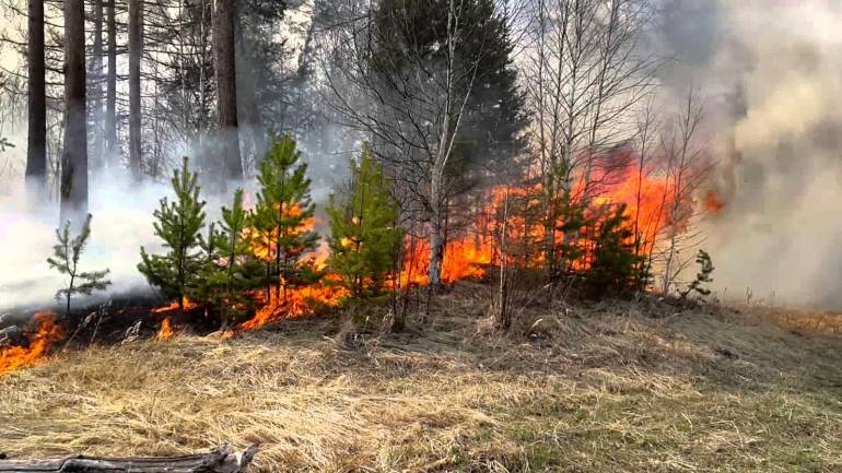 В Чорнобилі загорілось понад 10 гектарів Рудого лісу