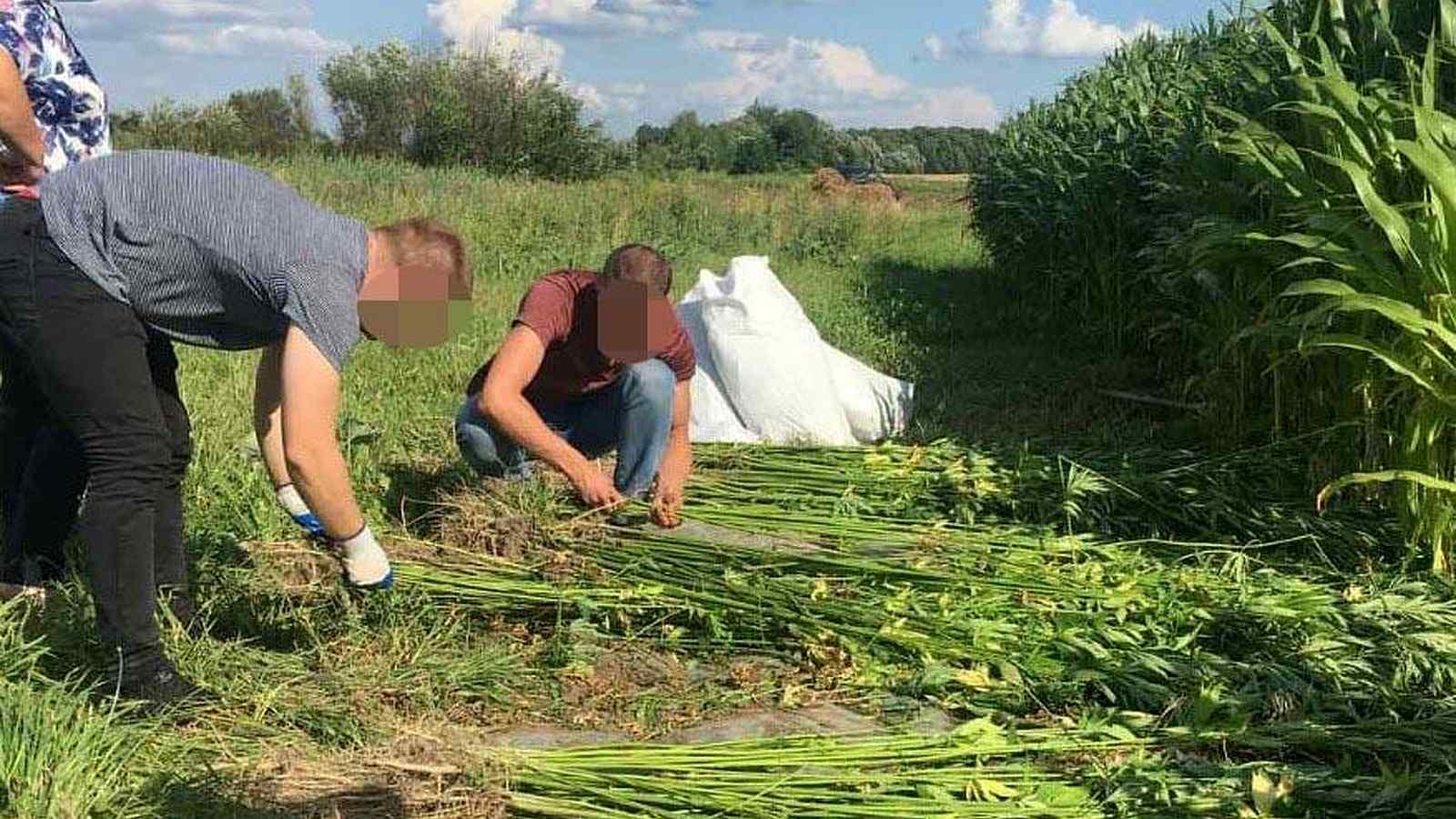 1187 рослин коноплі серед кукурудзи: на Вінниччині мешканка налагодила &laquo;наркоагробізнес&raquo;