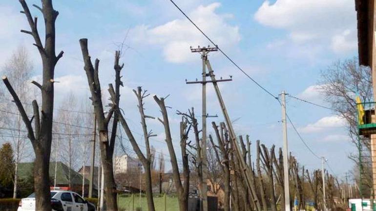 На Вінниччині зрубають дерев на 3,5 мільйона гривень