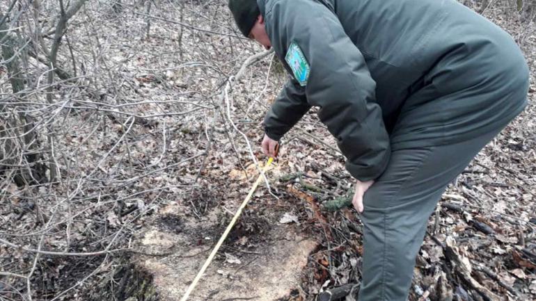 На Вінниччині у двох лісгоспах незаконно зрізали дерев на 2,5 мільйона гривень