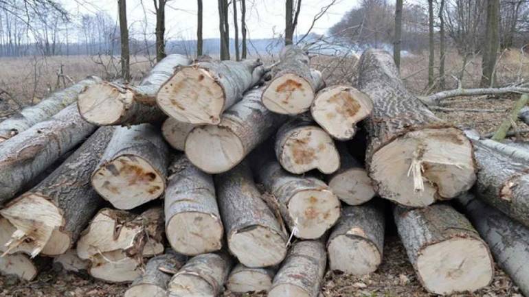 На Вінниччині двоє осіб незаконно вирубали дерева на 143 тисячі