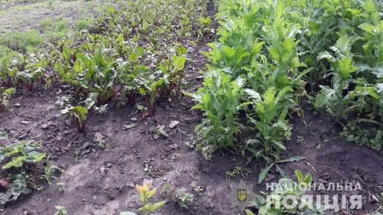 Вінниччанка вирощувала на городі більше двох тисяч рослин маку