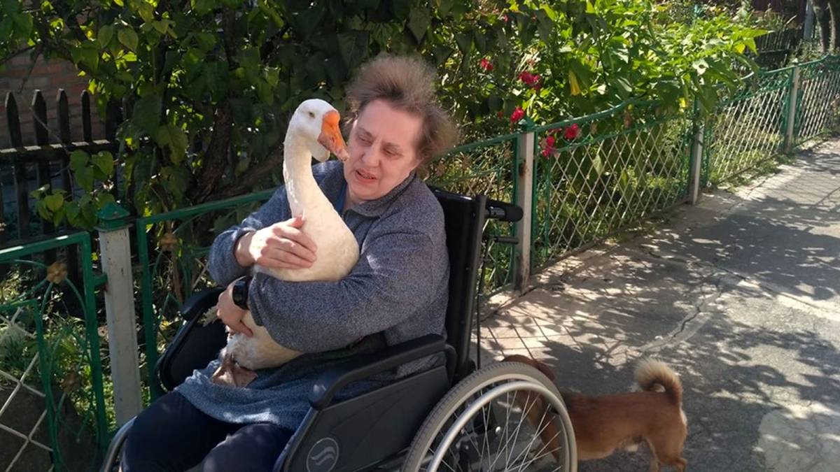 На Вінниччині живе 25-річний гусак Андрюша