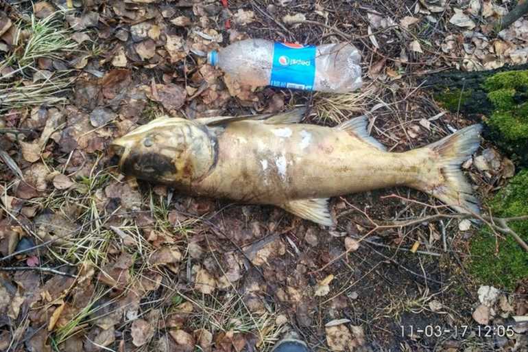 дохла риба в Стадниці фото