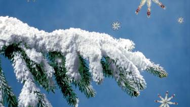 рік Пацюка фото