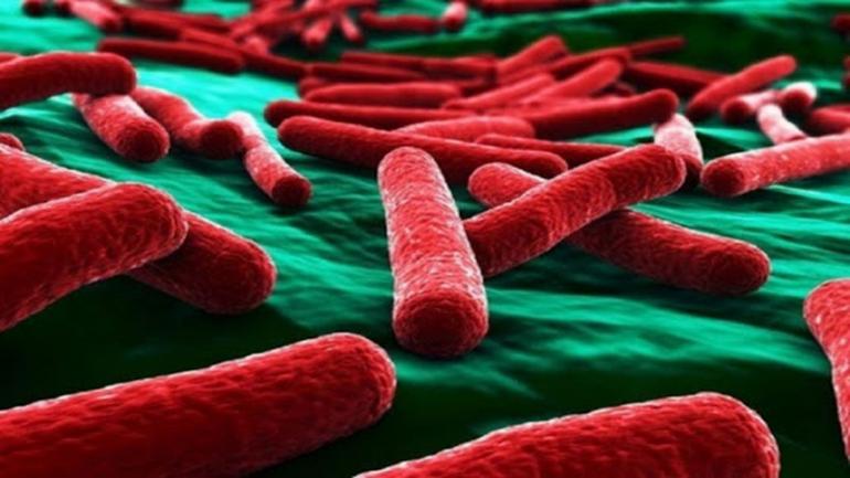 У супермаркеті, де отруїлися вінничани, знайшли кишкову паличку