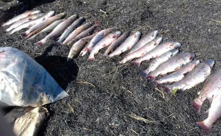 60 незаконно зловлених риб було вилучено у браконьєра на Вінниччині