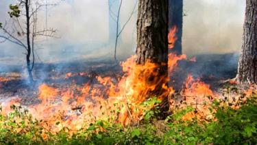 У Могилів-Подільському горить чотири гектари соснового лісу