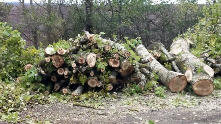 На Вінниччині чоловіка вбило тополею