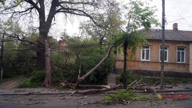 впало дерево фото