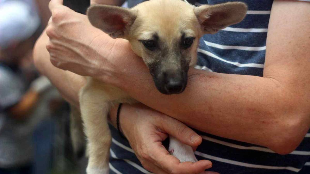 У Вінниці влаштували благодійний фестиваль &laquo;Хвіст-фест&raquo;