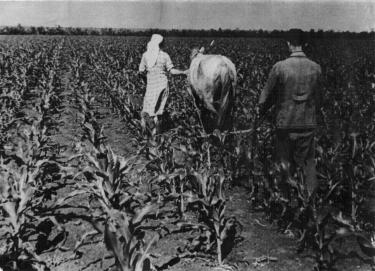 Центр експертизи рослин, сортову станцію та підприємства-фантоми: на Вінниччині готують чотири об'єкти на приватизацію