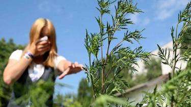 Амброзія &laquo;допікає&raquo; вінничанам