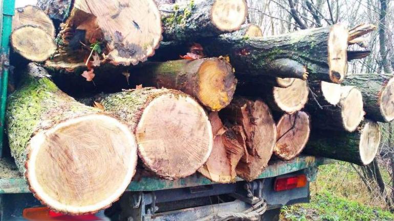 У дитячому таборі на Вінниччині незаконно зрізали дуби