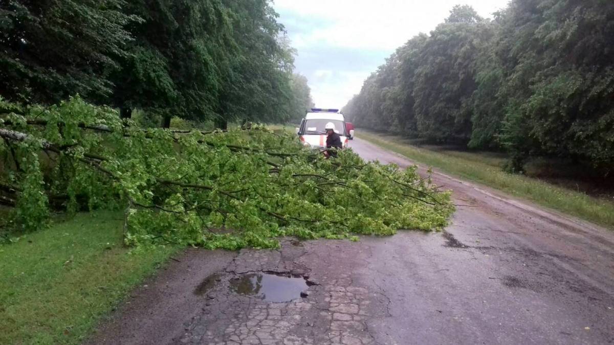 З автошляхів на Вінниччині прибирали повалені дерева