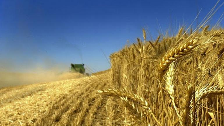 Аграріями Вінниччини вже намолочено 748,8 тис тонн зерна