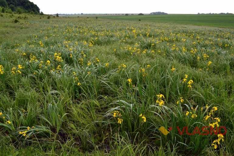 Долина ірисів фото