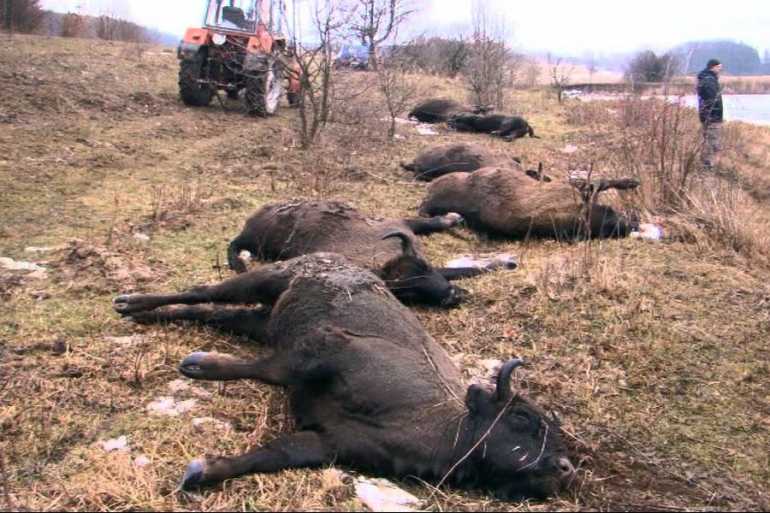 зубри загтнули фото 