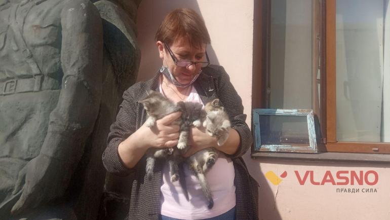 Вінничани, які прихистять музейних кошенят, отримають і подарунки