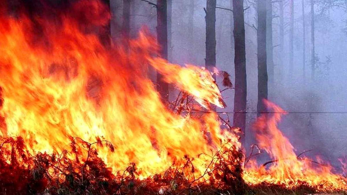 Десять гектарів лісу горіли на Харківщині