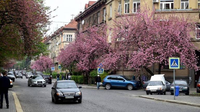 Сакури, лимони, тюльпани, магнолії: квітучий Ужгород вабить туристів (ФОТО)