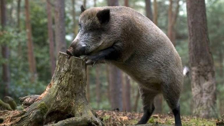 Польща побудує паркан на кордоні з Україною