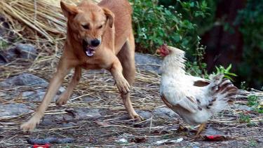 У Гранові скажена собака загризла двох курей на подвір'ї пенсіонерки: село закрили на карантин