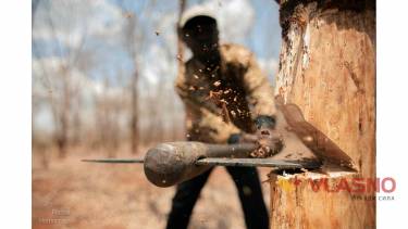 Зрізані дерева &laquo;довели&raquo; вінничанку до Президента і Прем&rsquo;єра