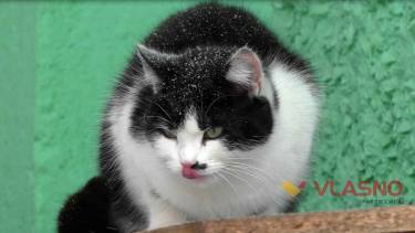 Вінницькі коти поза законом