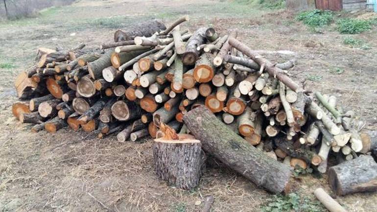 Майже півсотні дерев незаконно вирубали на Вінниччині
