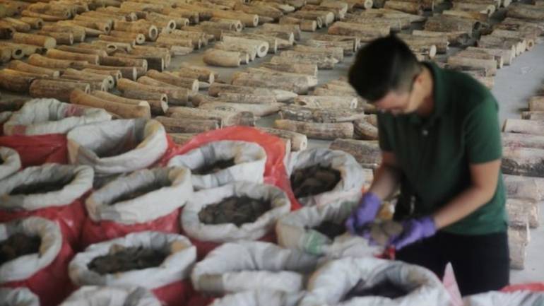 У Сингапурі конфіскували рекордну партію бивнів слона