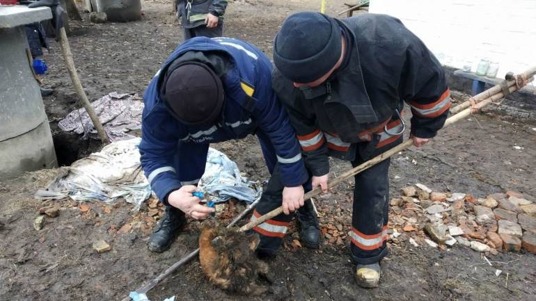 На Вінниччині рятувальники врятували пса