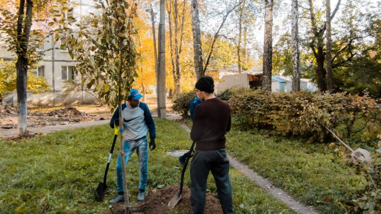 У Вінниці на прибудинкових територіях висаджують близько 50 дерев щодня