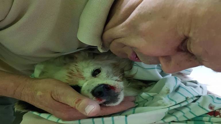 У Вінниці бійцівський пес погриз до крові малу собаку
