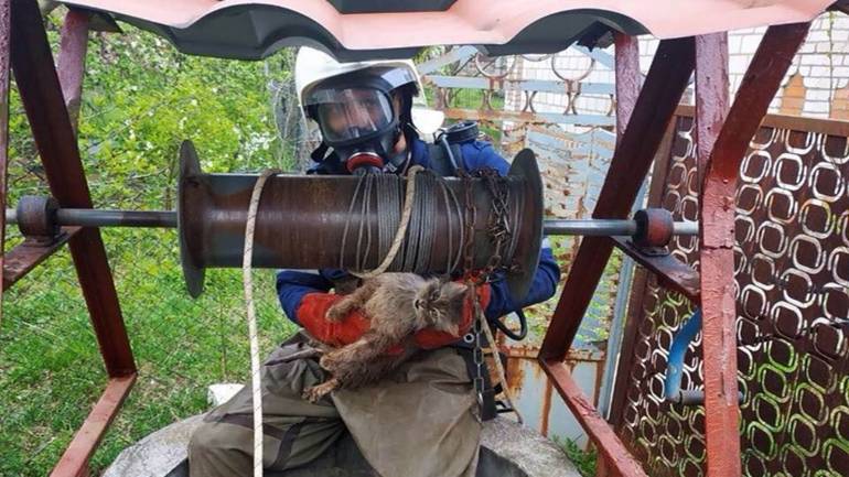 На Вінниччині вагітна кішка впала у 12-ти метрову криницю